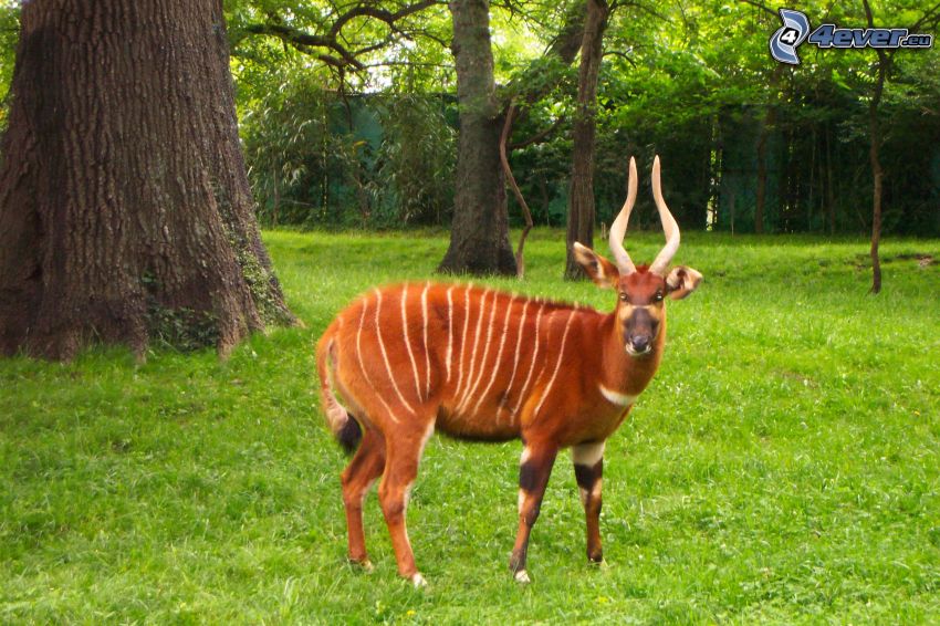 Bongo, Wald