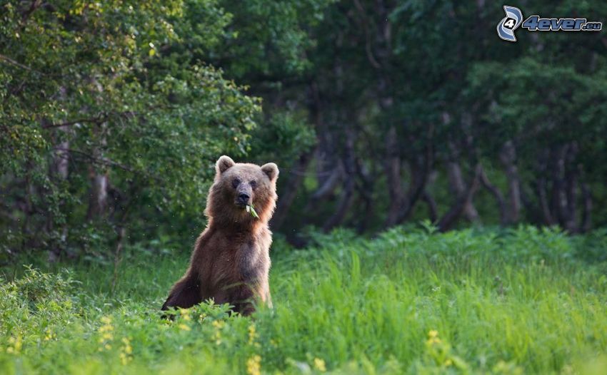 Braunbär, hohes Gras