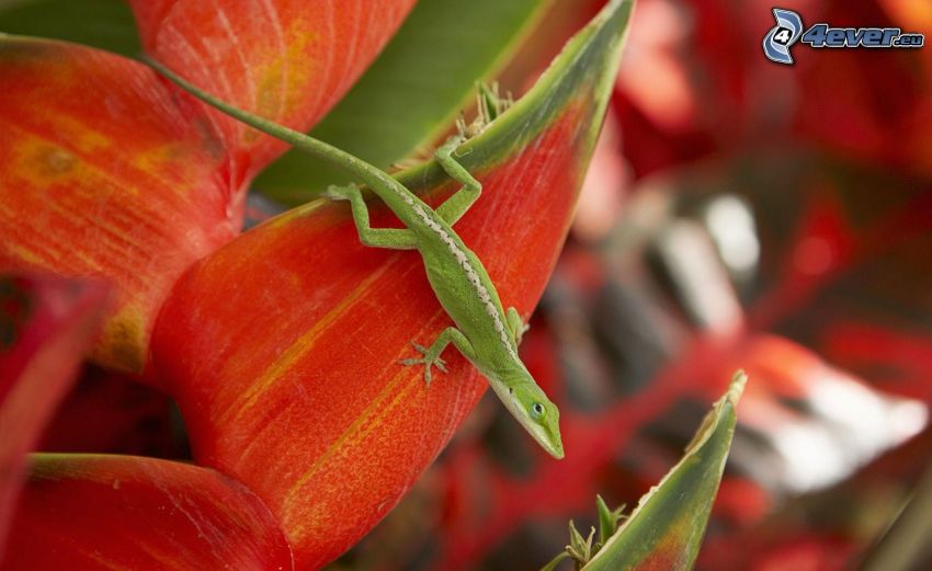 Eidechse, rote Blume