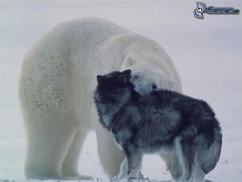 Eisbär, Wolf
