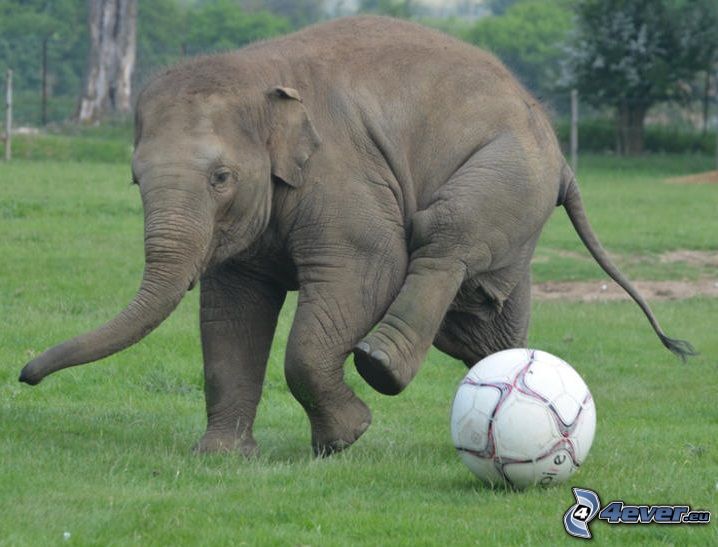 Elefant, Ball
