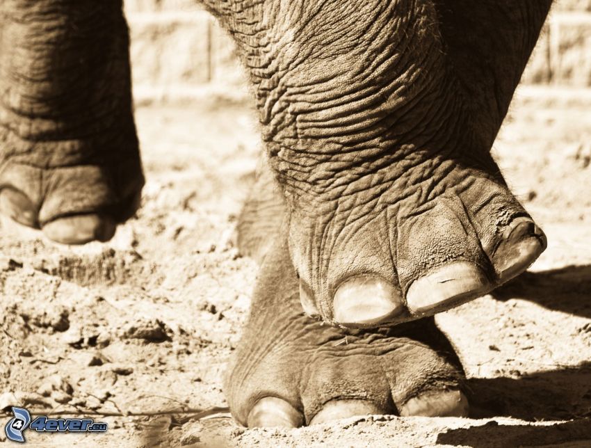 Elefant, Beine