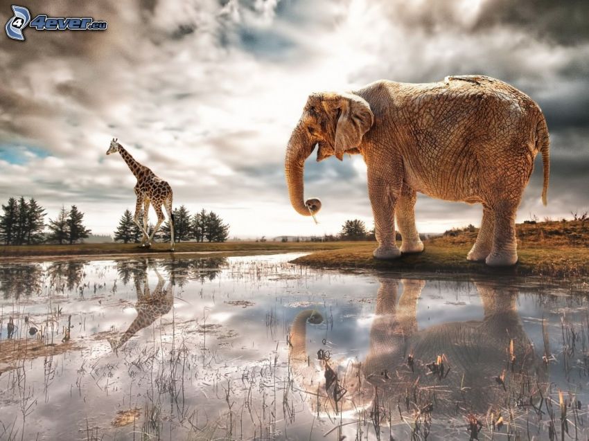 Elefant, Wasser, Giraffe