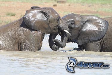 Elefant, Wasser, Kuss, Kampf
