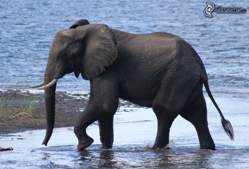Elefant, Wasser