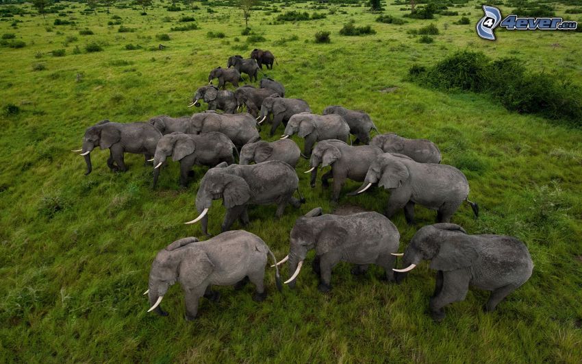 Elefanten, Wiese