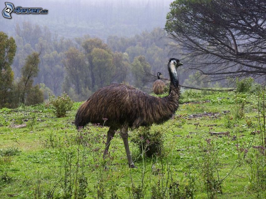 Emu, Bäume
