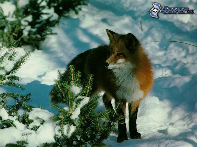 Fuchs, Schnee, verschneiter Wald, Winter