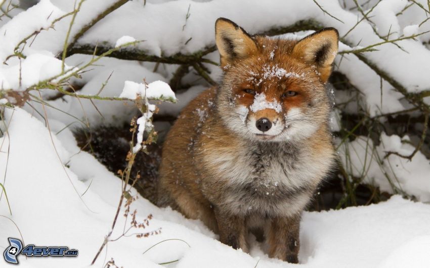 Fuchs, Schnee