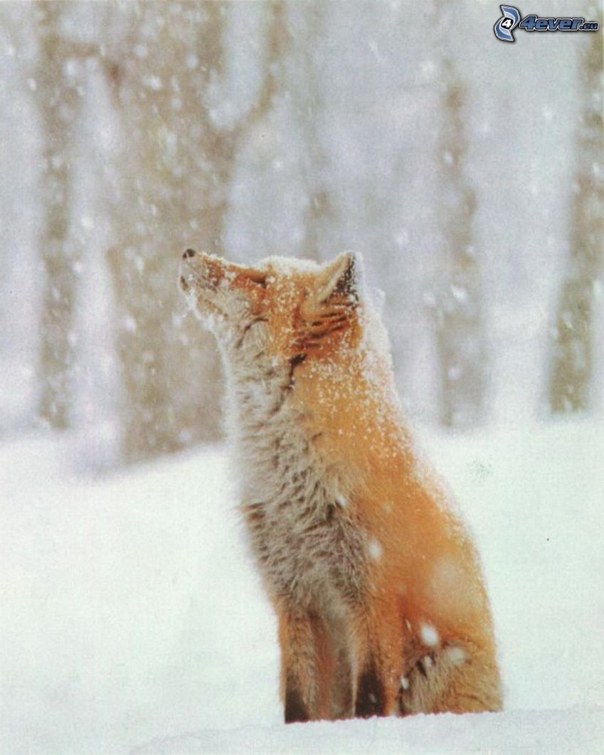 Fuchs, Schnee
