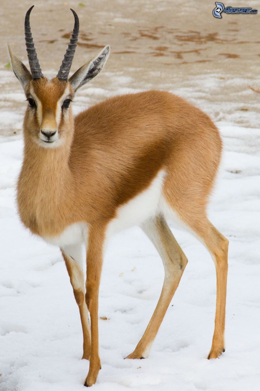 Gazelle, Schnee