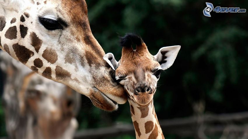 Giraffe-Familie
