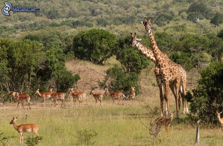 Giraffen, Antilopen