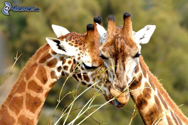 Giraffen, Liebe