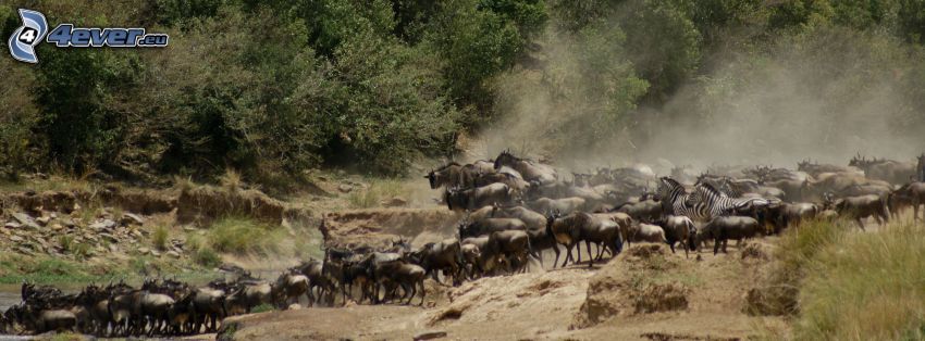 Gnus, Herde von Tieren