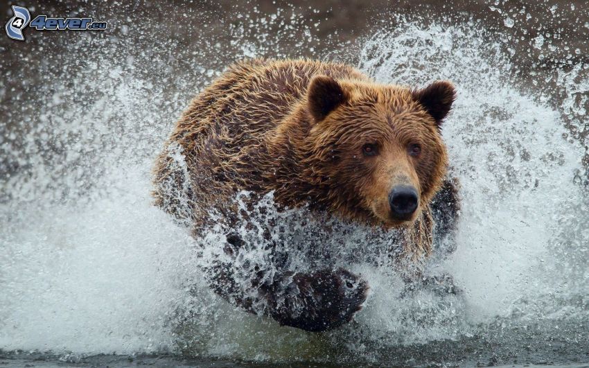 Grizzlybär, Wasser
