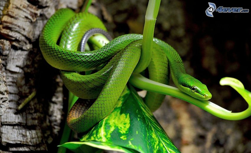 grüne Schlange