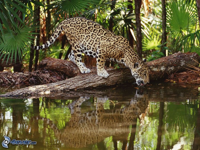 Jaguar, Wasser