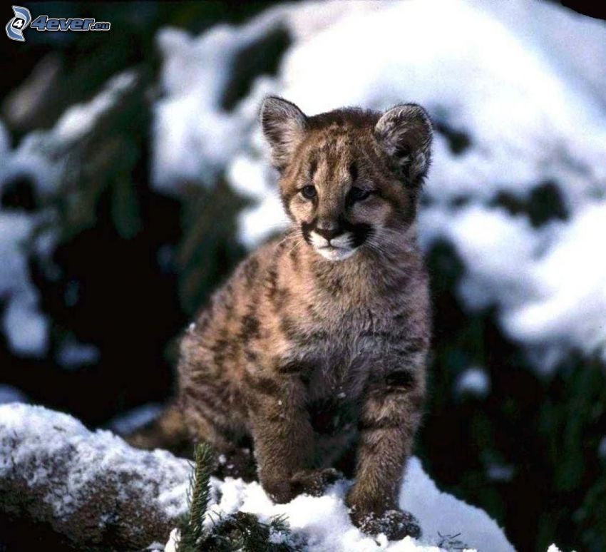 junger Puma, Schnee