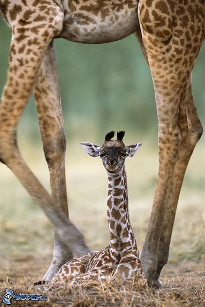 Jungtier von der Giraffe