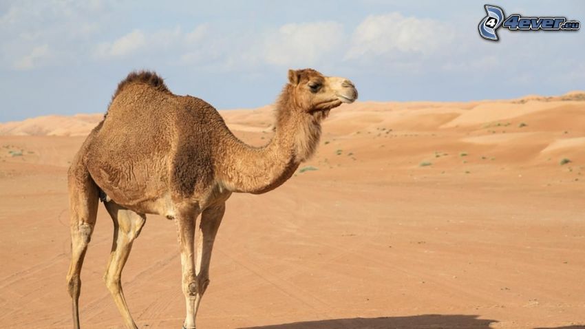 Kamel, Wüste