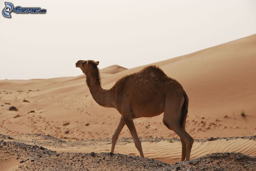 Kamel, Wüste
