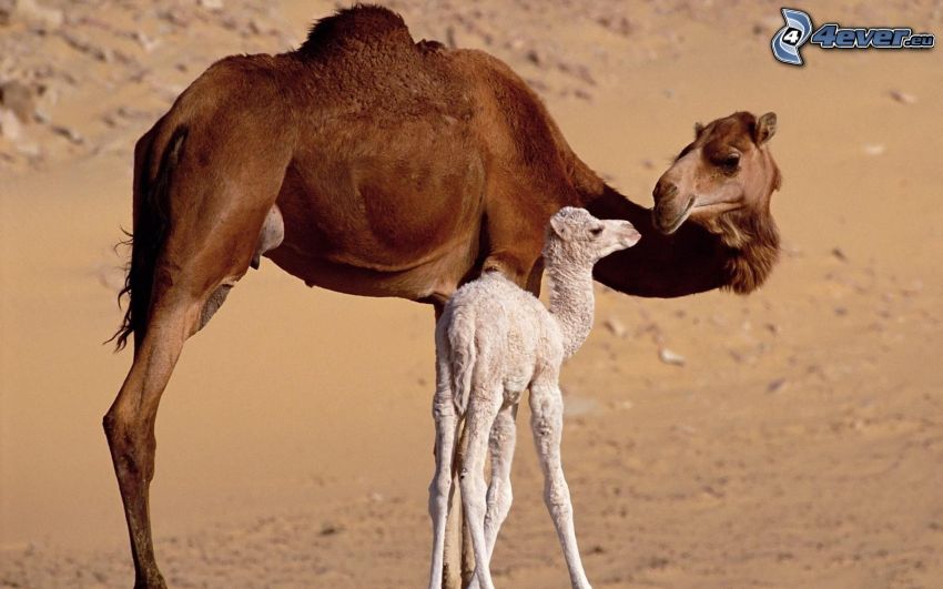 Kamele, junge Kamel