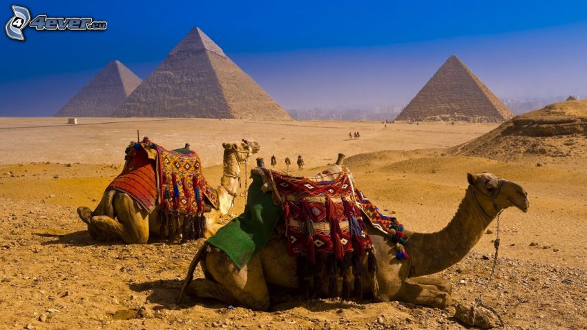 Kamele, Pyramiden von Gizeh