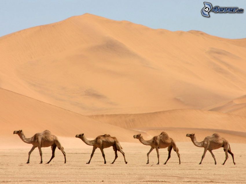 Kamele, Wüste