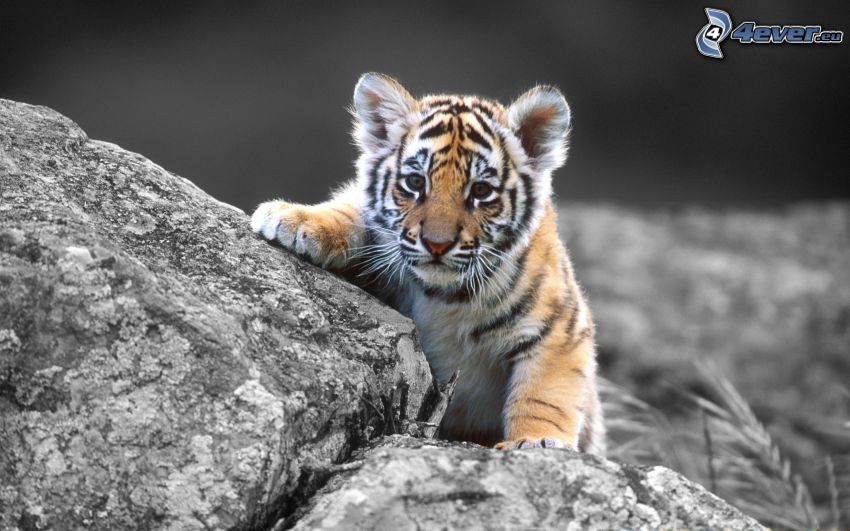 kleiner Tiger