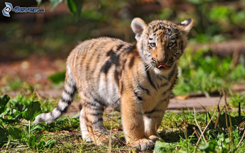 kleiner Tiger