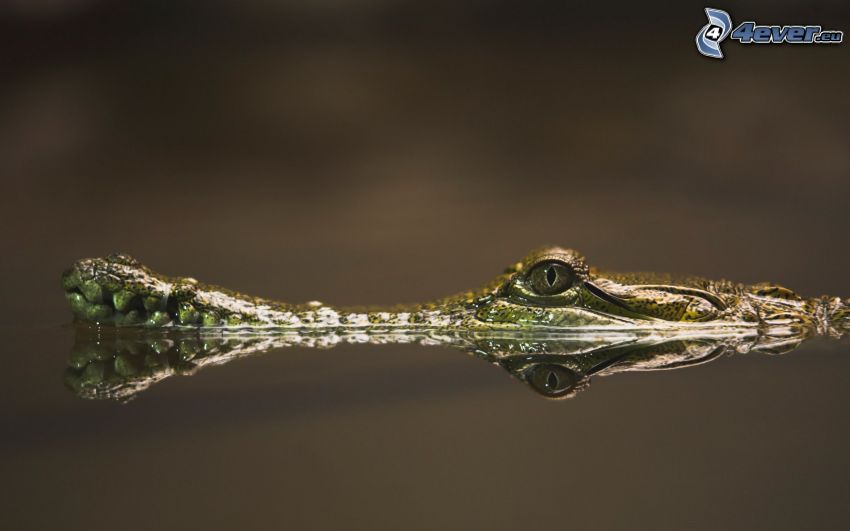 Krokodil, Krokodil-Auge
