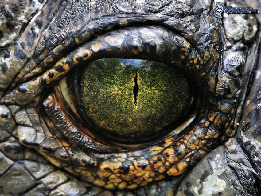 Krokodil-Auge