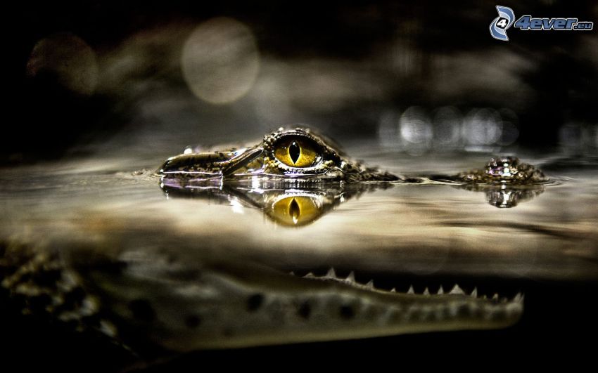 Krokodil-Auge