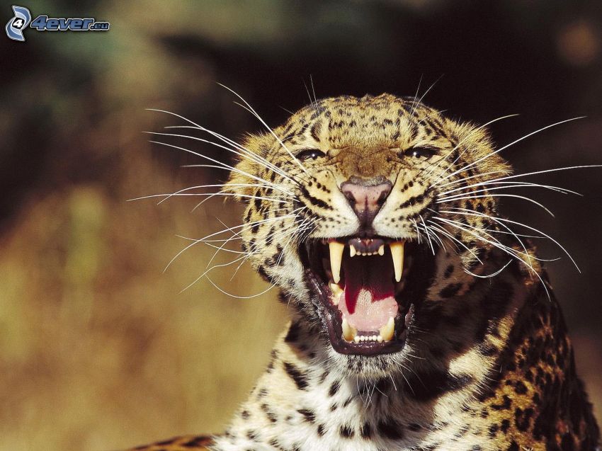 Leopard, Gebrülle
