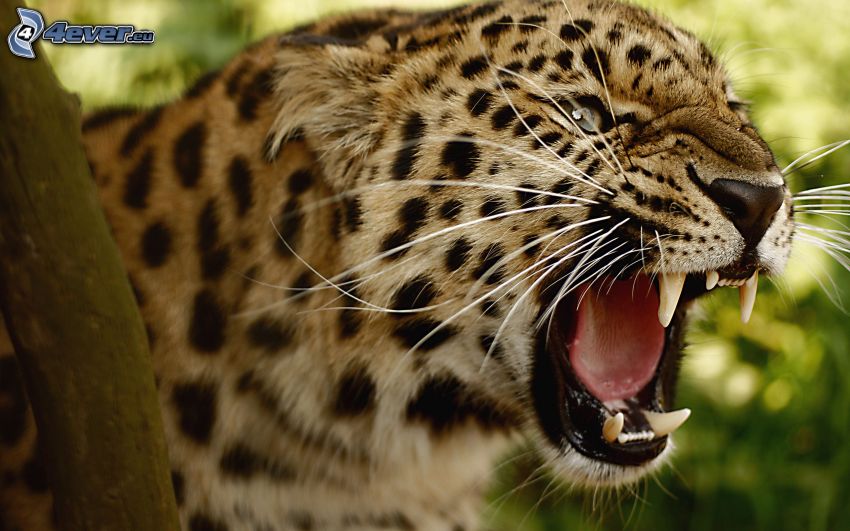Leopard, Gebrülle
