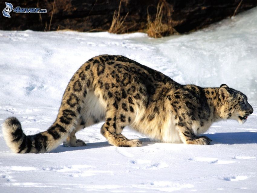 Leopard, Schnee