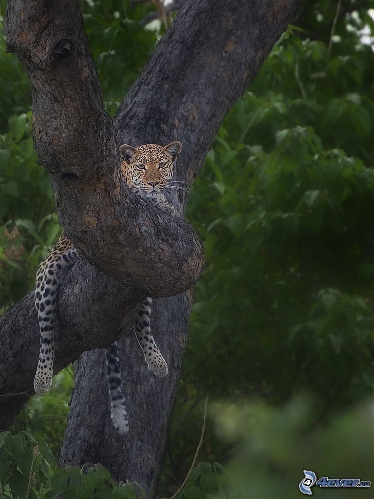 Leopard auf einem Baum