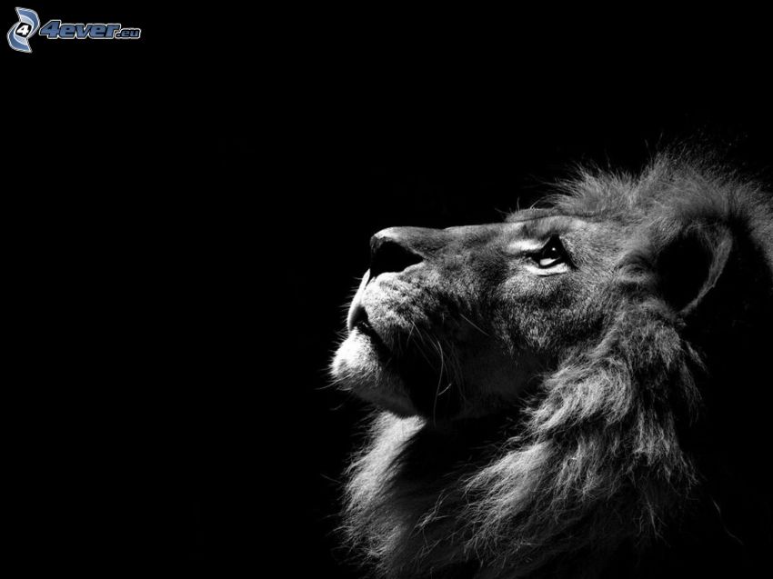 Löwe, schwarzweiß
