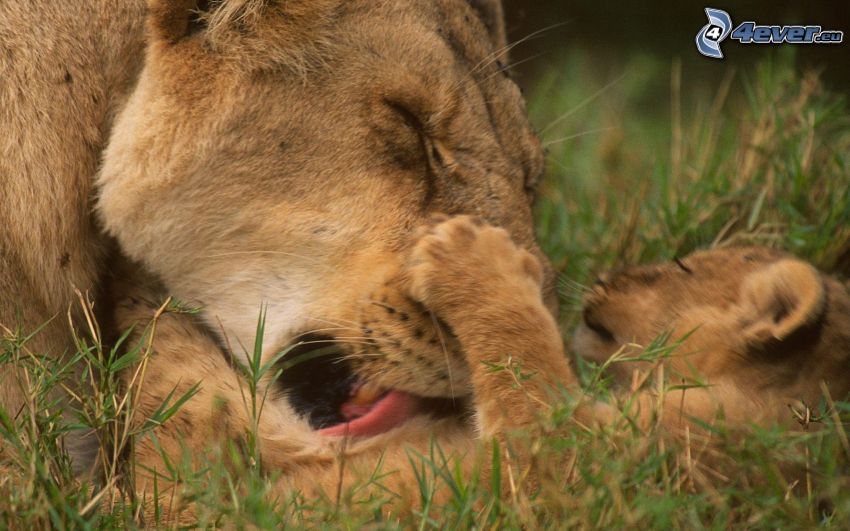 Löwin mit dem Löwenbaby, Gras