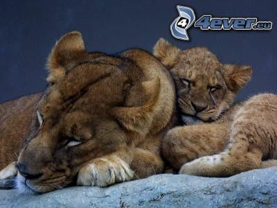 Löwin mit dem Löwenbaby, Löwe junge