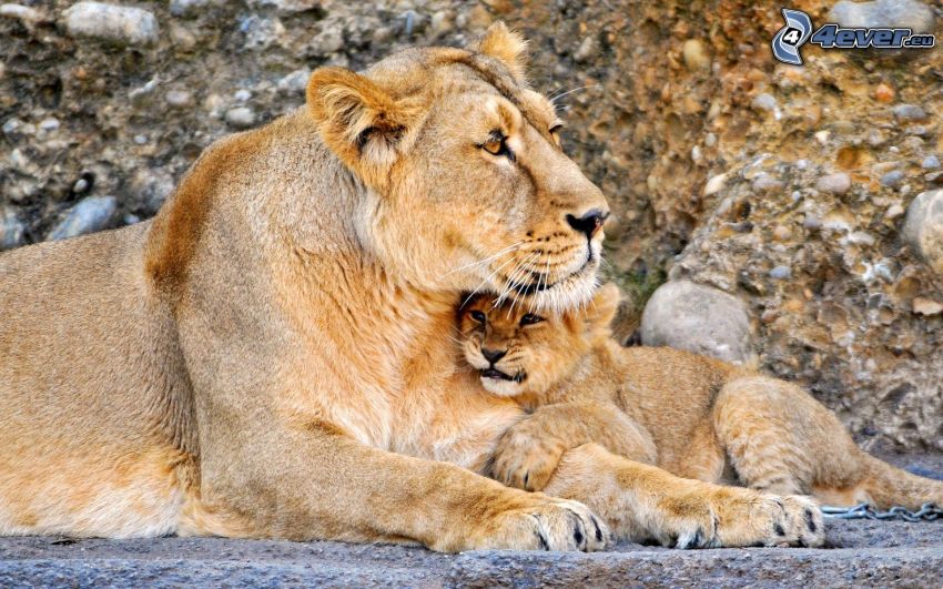 Löwin mit dem Löwenbaby, Löwe junge
