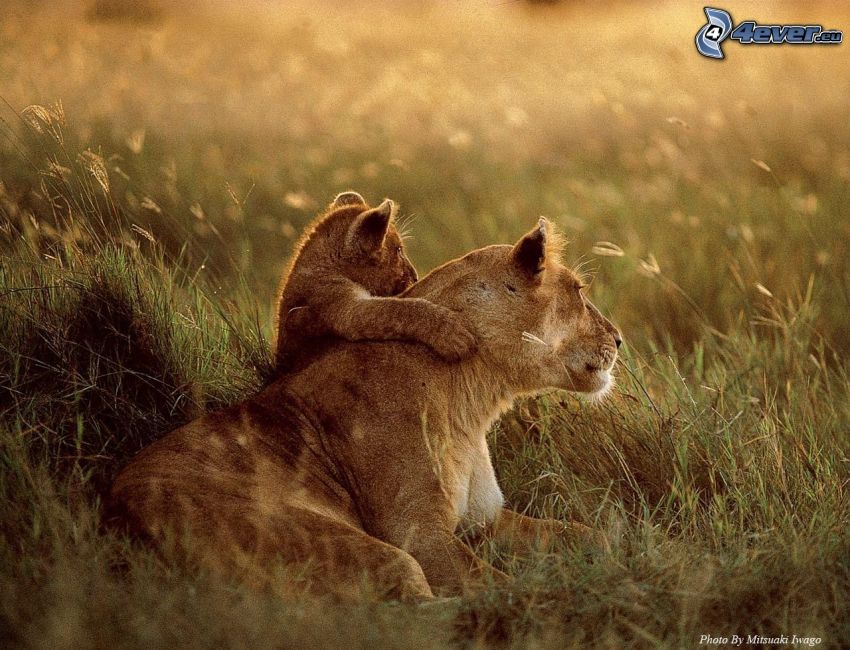 Löwin mit dem Löwenbaby