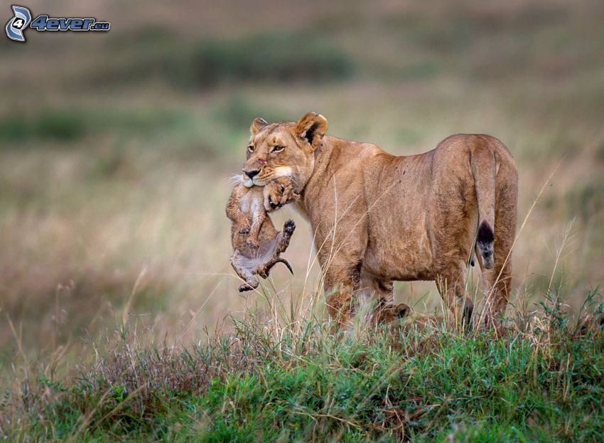 Löwin mit dem Löwenbaby