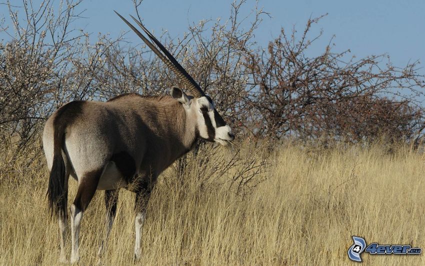oryx, trockenes Gras