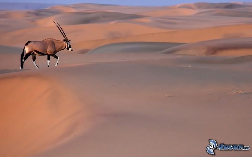 oryx, Wüste
