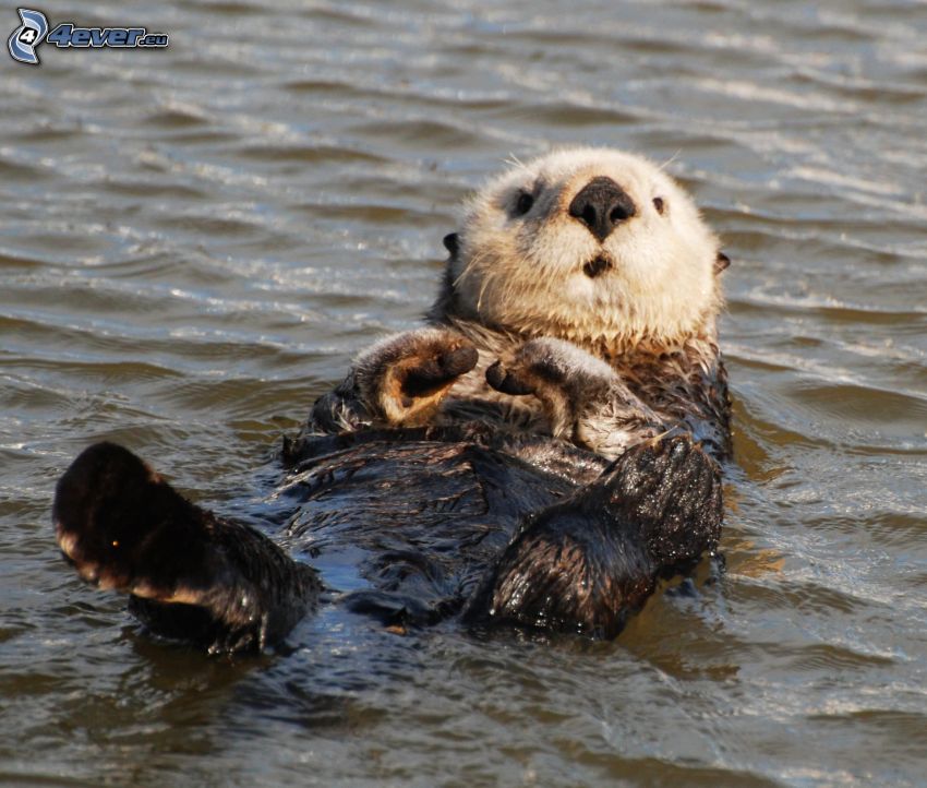 Otter, Wasseroberfläche