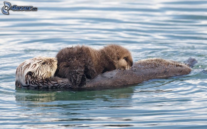 Ottern, Jungtier, Wasseroberfläche