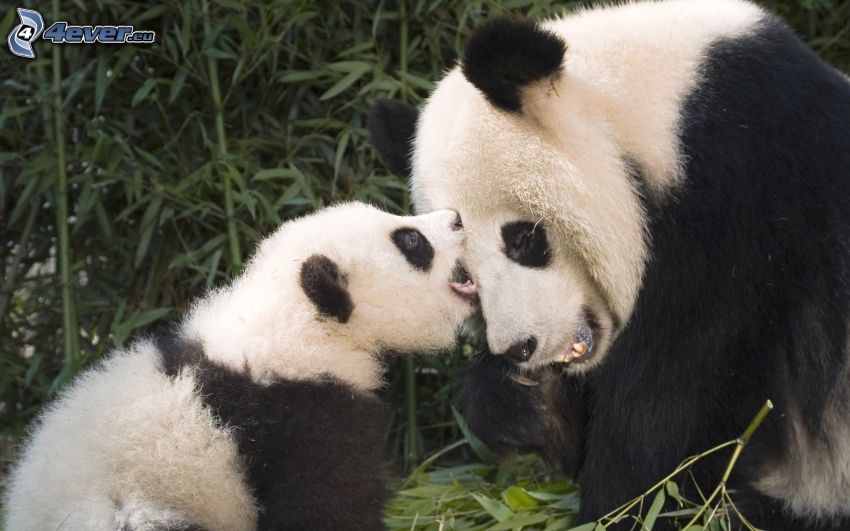Pandas, Jungtier