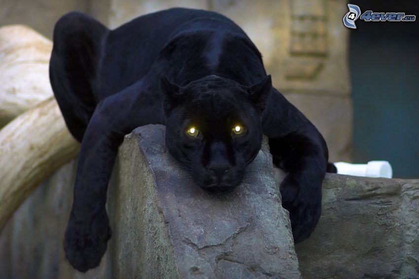Panther, Felsen